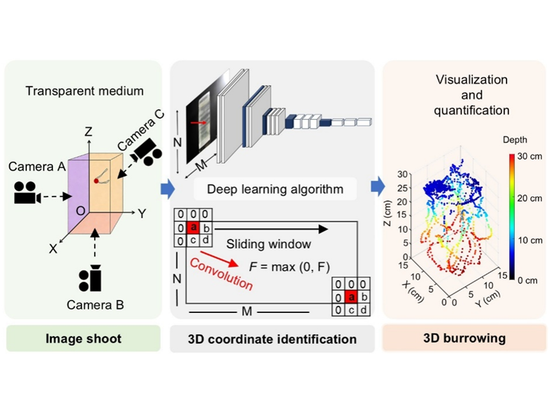 上海交大农生学院李银生课题组与合作者共同实现蚯蚓三维掘穴行为的可视化与定量化分析