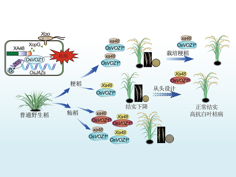 上海交大陈功友团队合作破解水稻免疫驯化选择抗病与产量平衡的新机制